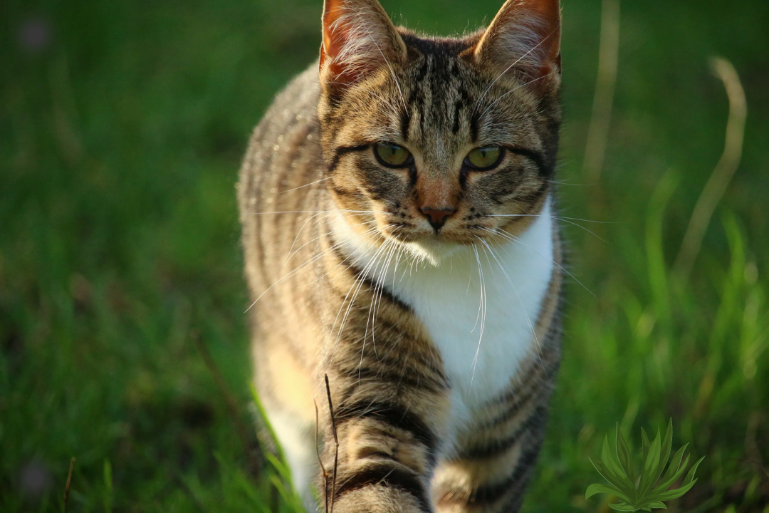 African Cats